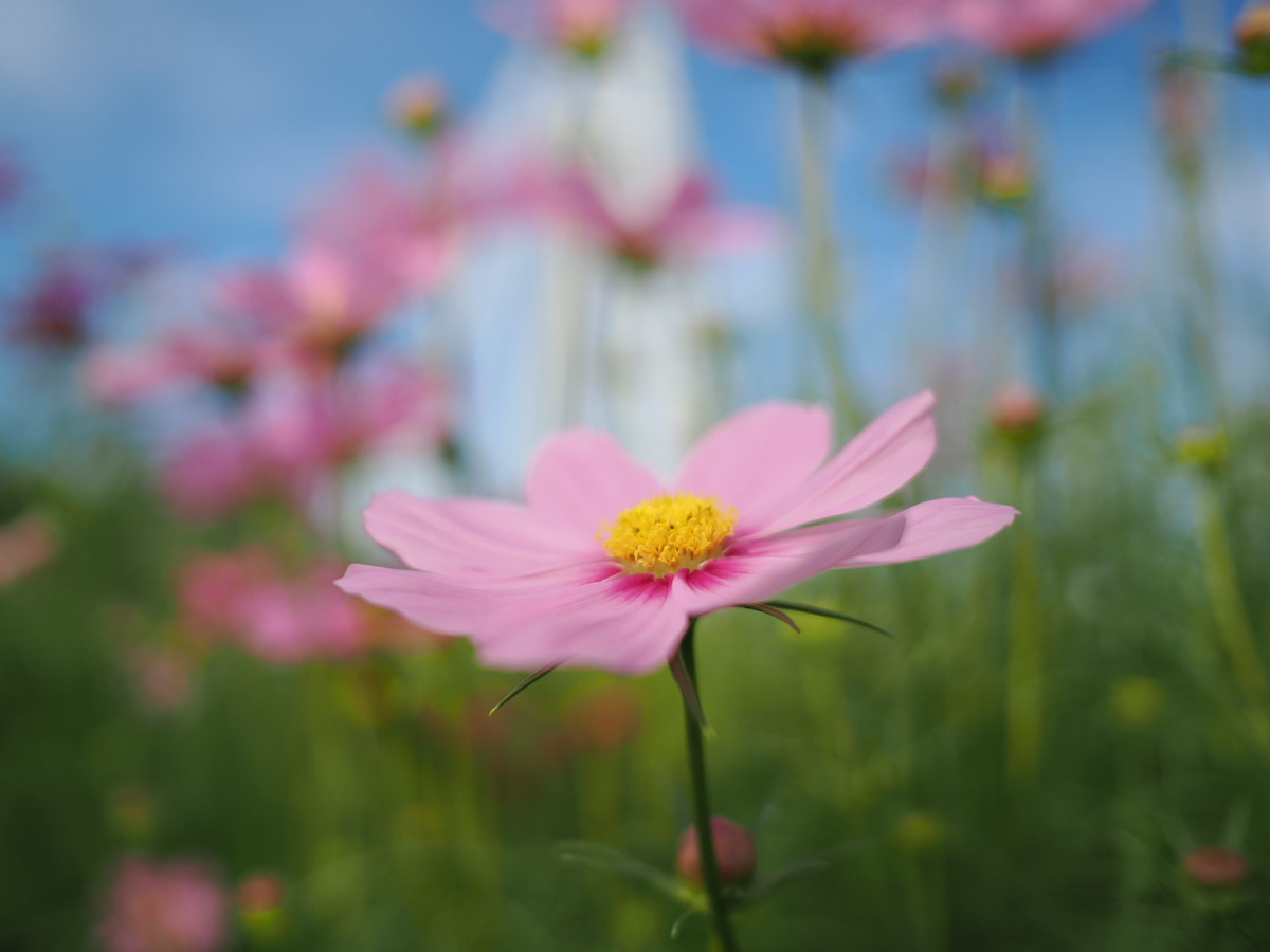 OM SYSTEM OM-3で撮った写真